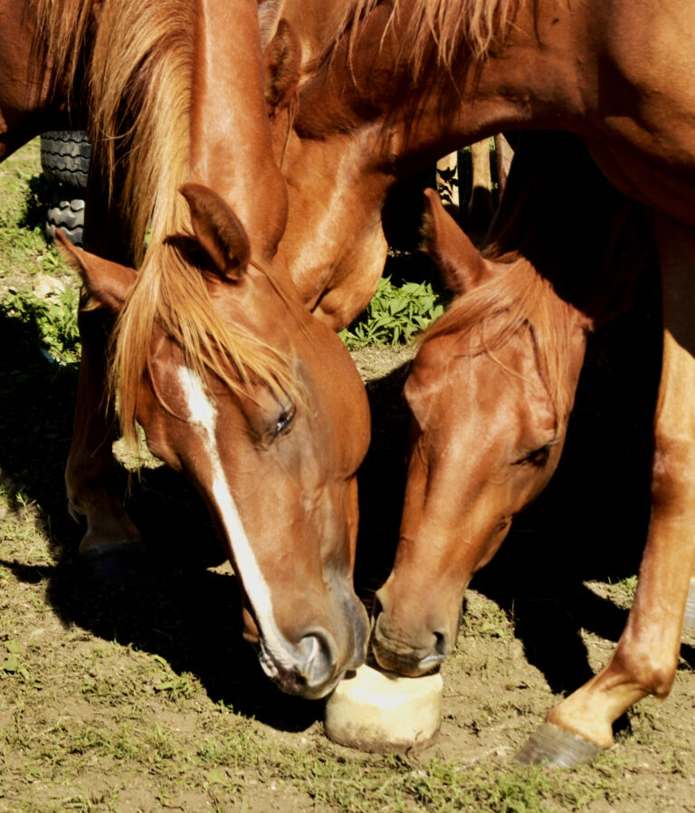 Here's an alt tag for the image: Two brown horses eating a salt lick.