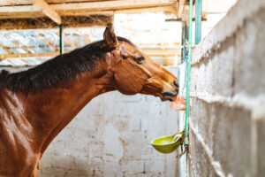 Brown horse licking salt block in stable.