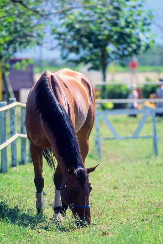 Brown horse grazing in pasture.