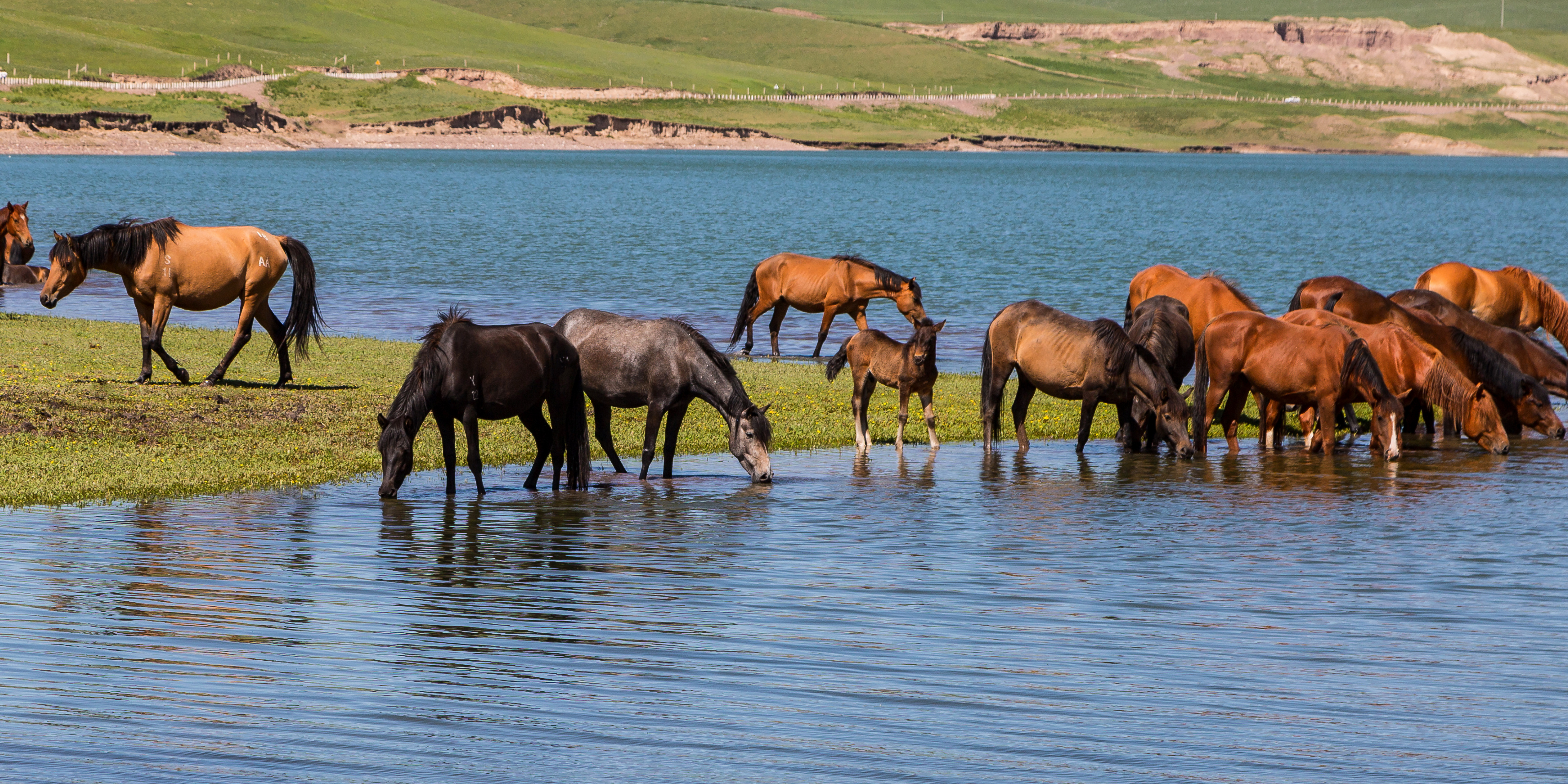 Horses drinking at lake's edge.