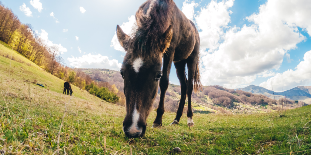 Brown foal grazing in mountain pasture.