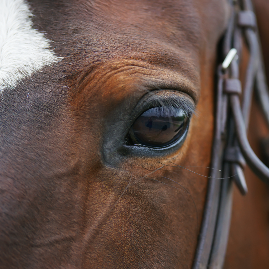 Equine Eye Care