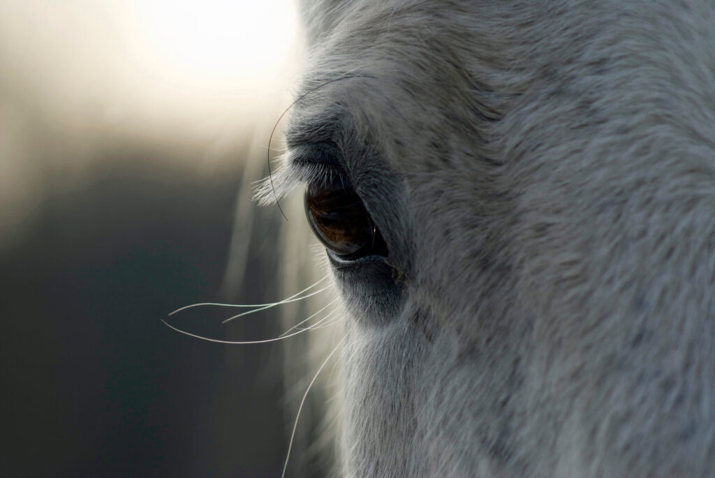 Preventing Horse Eye Problems Cave Creek Equine