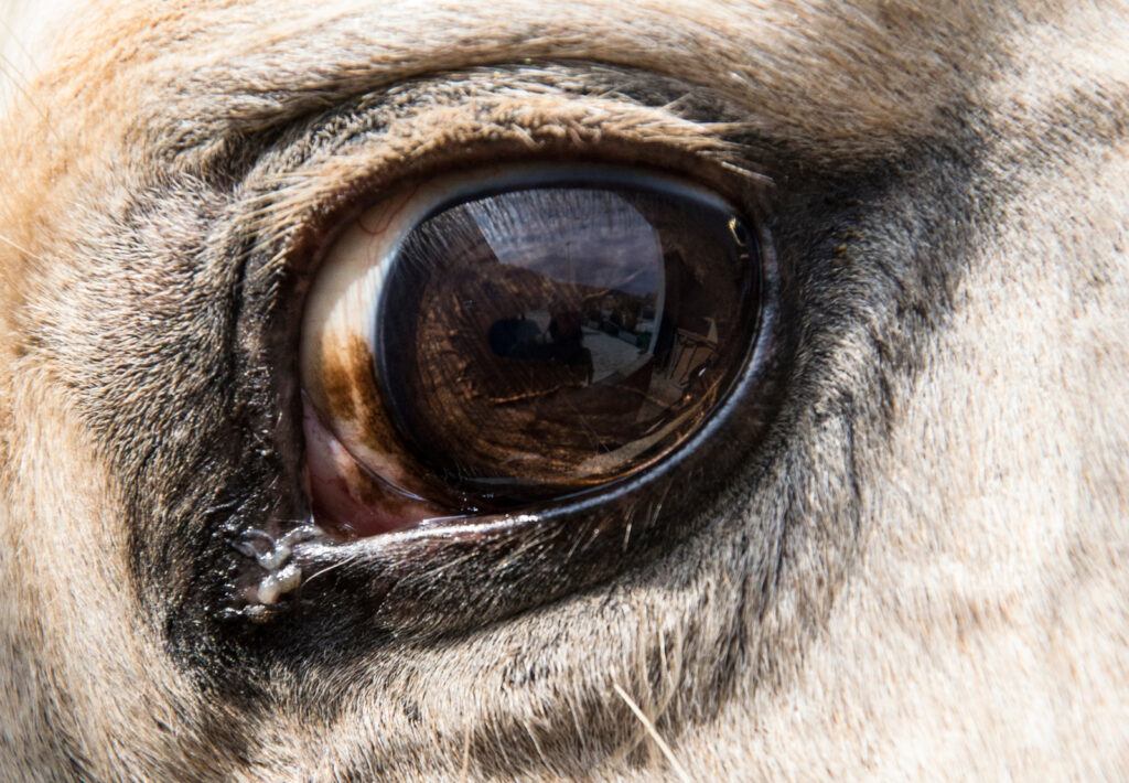 Preventing Horse Eye Problems Cave Creek Equine