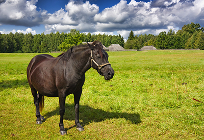 Black horse in a green pasture.