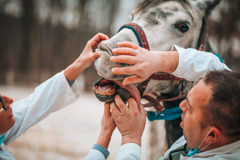 Veterinarians examining a horse's mouth.