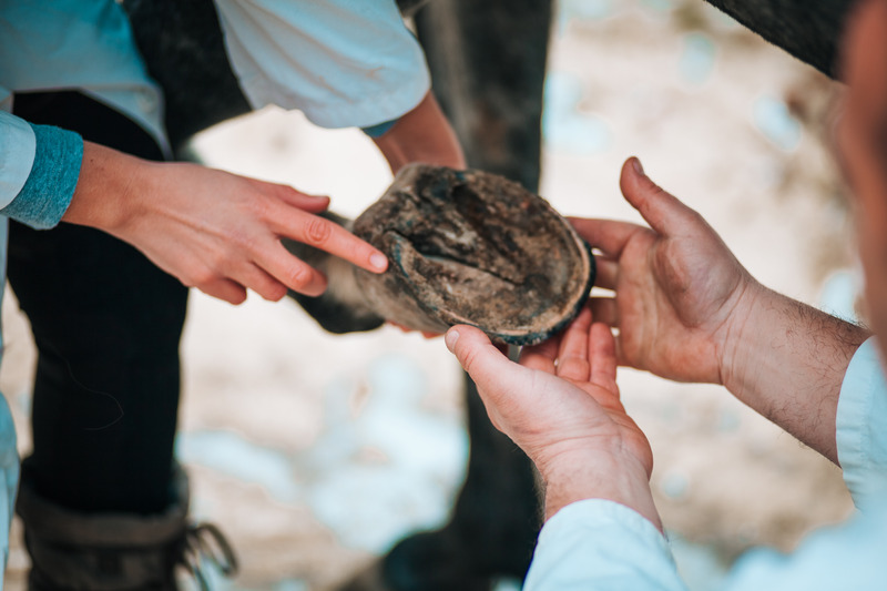 Examining a horse's hoof closely.