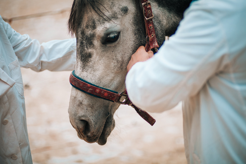 Grey horse being examined by vet.