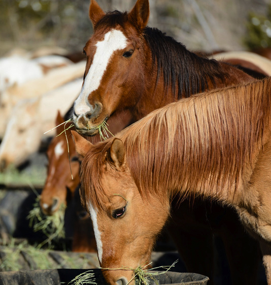 Two brown horses eating hay.