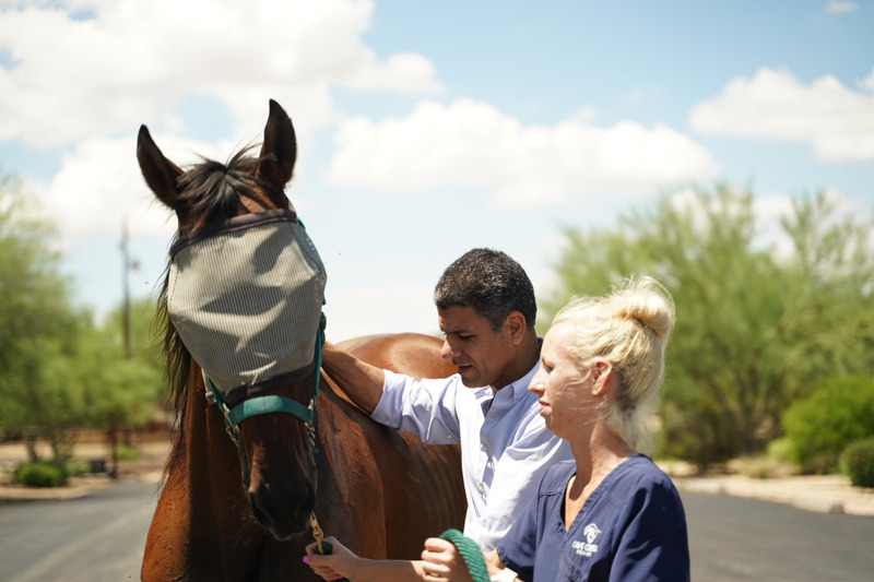 Veterinarians examining horse with fly mask.