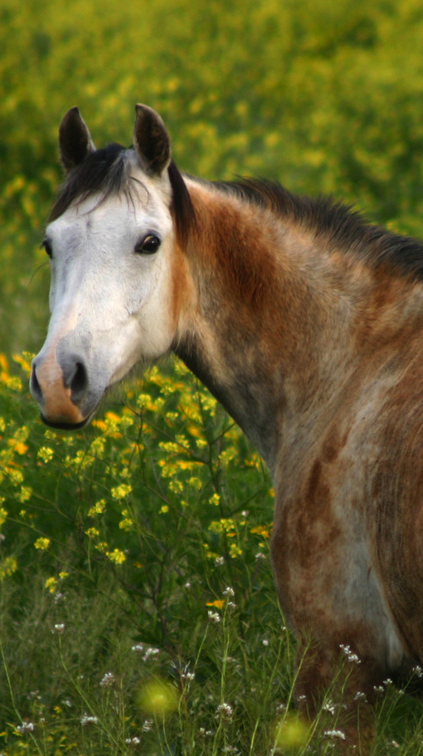 Gray and brown horse in field.