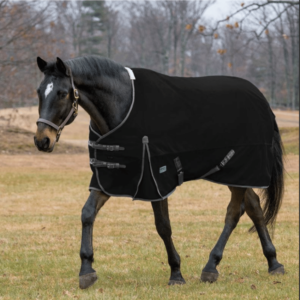 Black horse wearing a turnout rug.