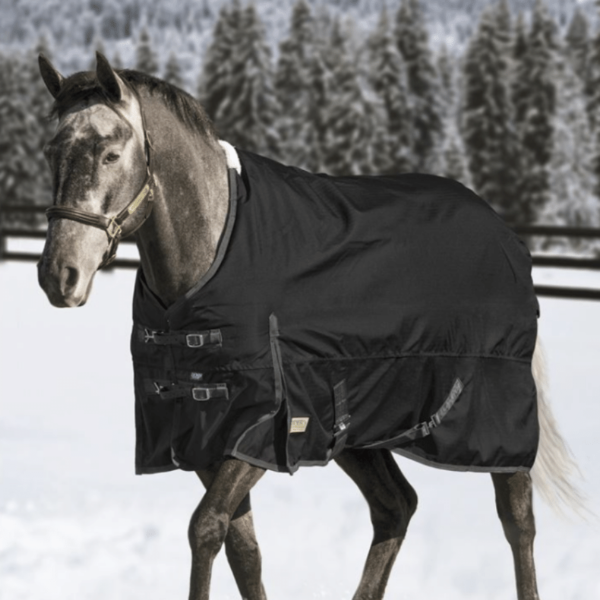 Horse wearing a black winter turnout rug.