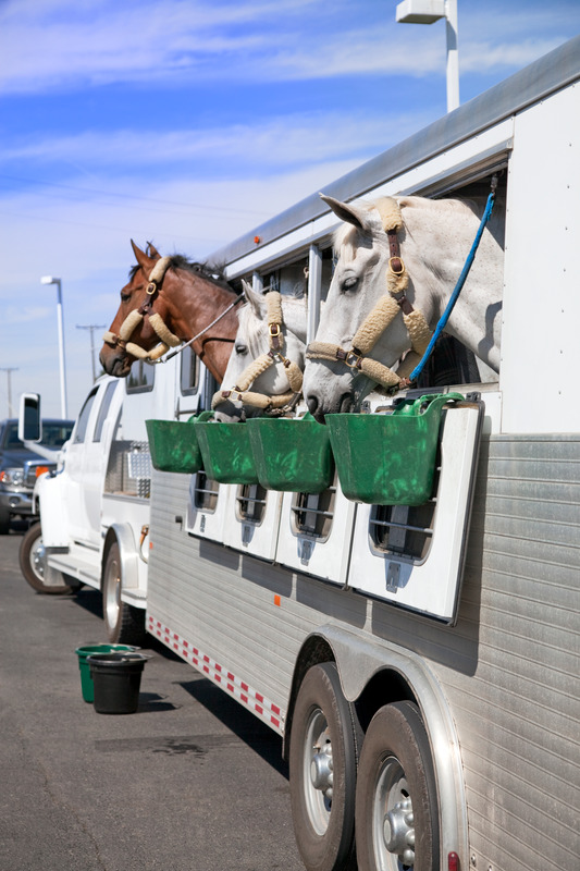 Horses in a horse trailer eating.