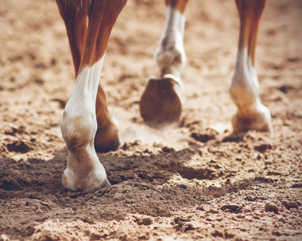 horse walking in dirt
