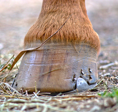 Why Do Horses Have Shoes? A Comprehensive Guide