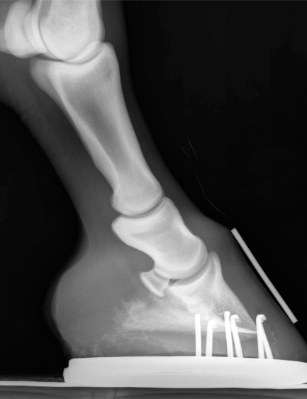 Horse hoof x-ray showing pins.