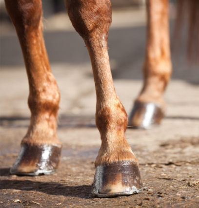 Loose horse shoes should be taken care of right away