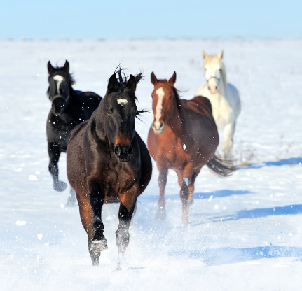 Does Your Horse Need More Traction This Winter?