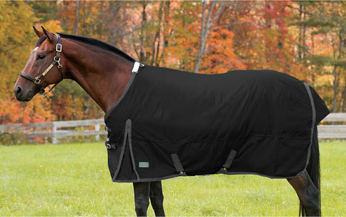 Horse wearing a black horse blanket.