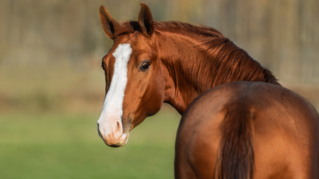 horse