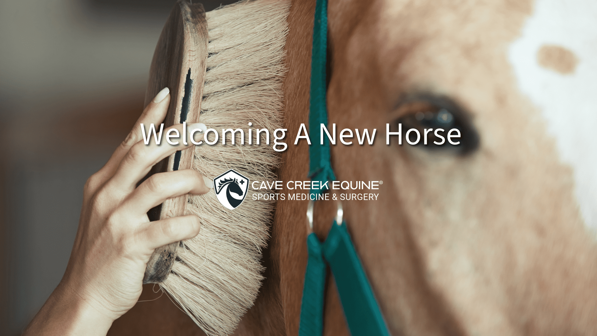 woman brushing horse