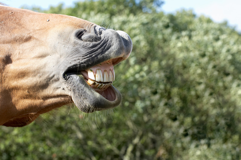 – How to Clean your Horse’s Teeth