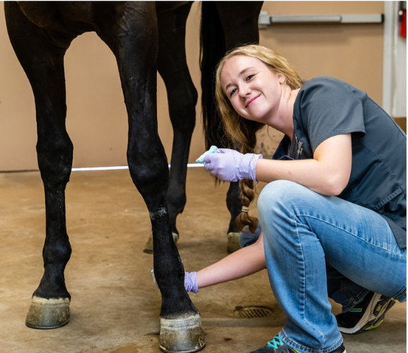 – Vaccinations for Horses: What Every Horse Owner Needs to Know