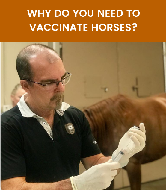 – Vaccinations for Horses: What Every Horse Owner Needs to Know