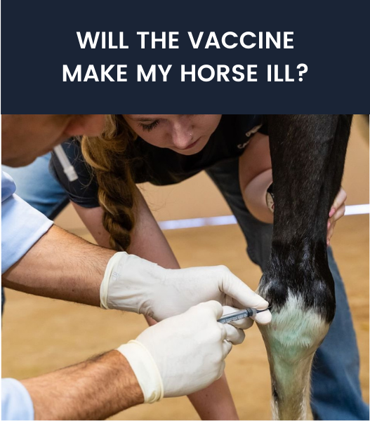 – Vaccinations for Horses: What Every Horse Owner Needs to Know