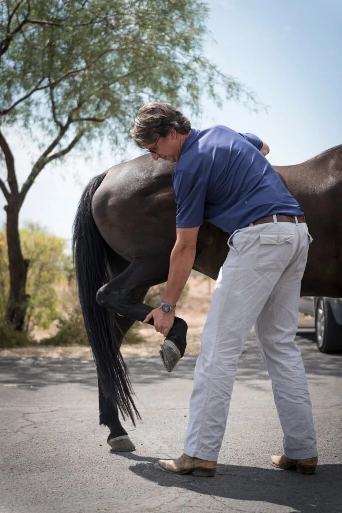 lameness in horses