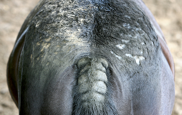 equine-specialist-arizona