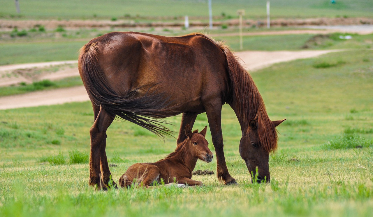 equine respiratory wellness foal and mare