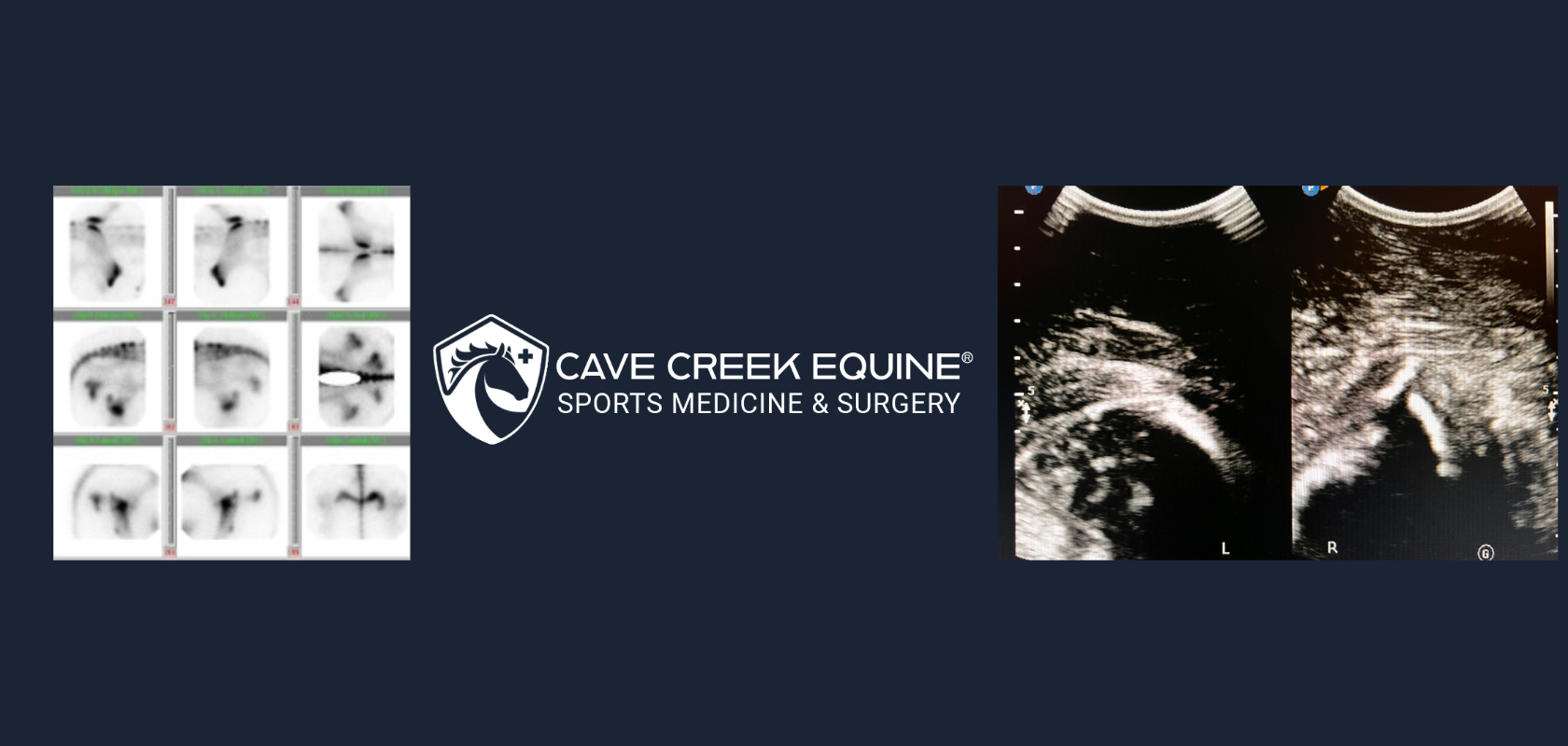 Barrel Horse Bone Scan
