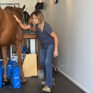 Standing MRI on a horse