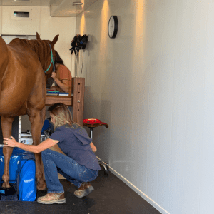 standing MRI on a horse