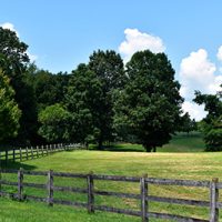 Fenced horse pasture with tall trees, puffy white clouds and blue sky on a sunny day.