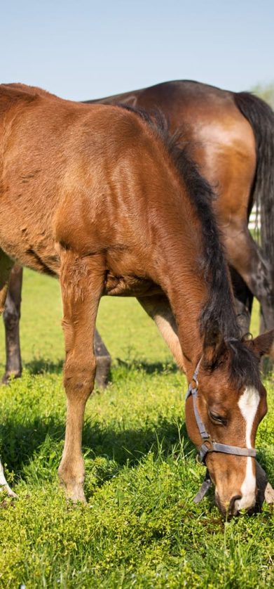 equine nutrition for arizona summer months