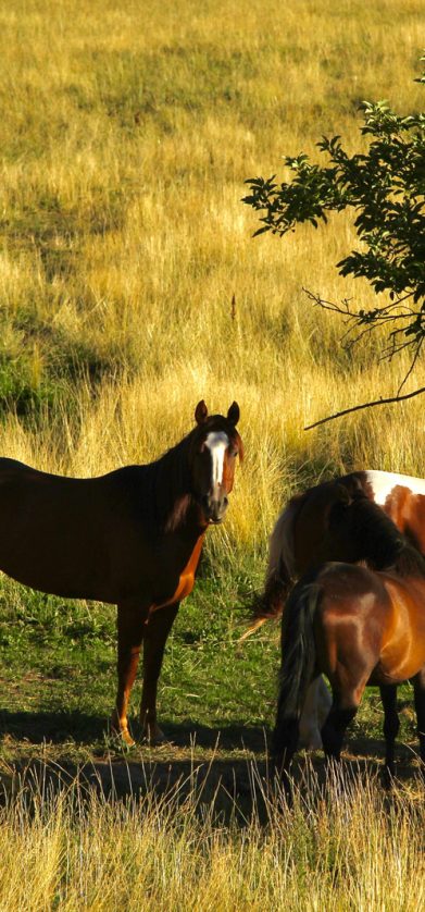 horse summer safety in arizona