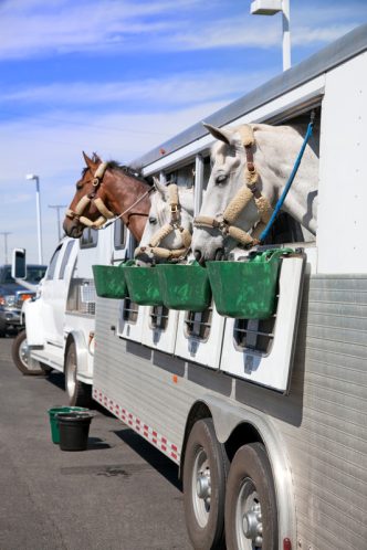 Horses waiting in a trailer.